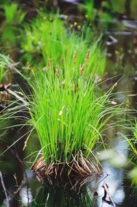 Close-up of fresh green plants in water