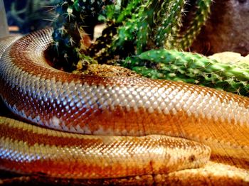 Close-up of snake