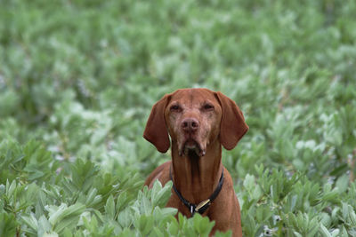 Portrait of a dog