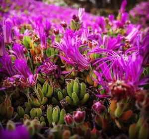 Close-up of purple flowers in field