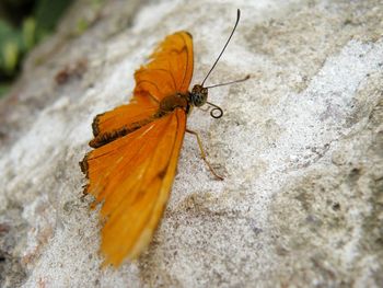 Close-up of butterfly on rock