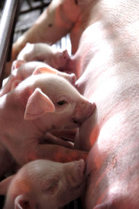 Close-up of pig feeding infants