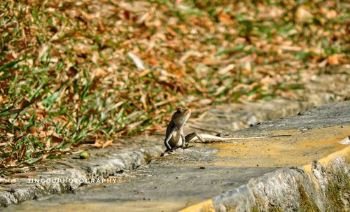 Close-up of a bird on land