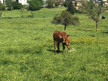 Horse in a field