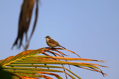 Common tailorbird perching on palm leaf