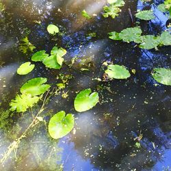 Reflection of trees in pond