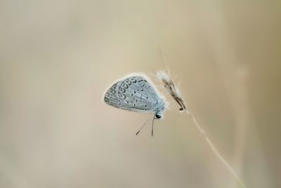 Close-up of butterfly perching on spider web