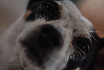 Close-up of a dog