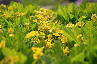 Close-up of yellow flowering plants on field