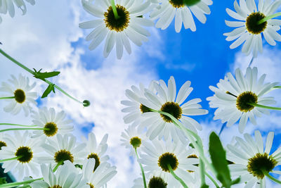 Bottom view of white daisies in garden. chamomile flowers against blue sky. summer 