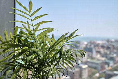 Close-up of fresh green plant in city against sky