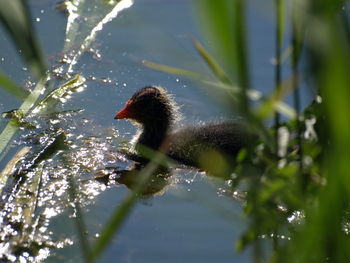 View of a bird in lake