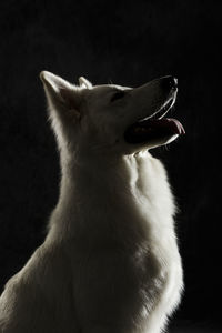 Close-up of a dog over black background