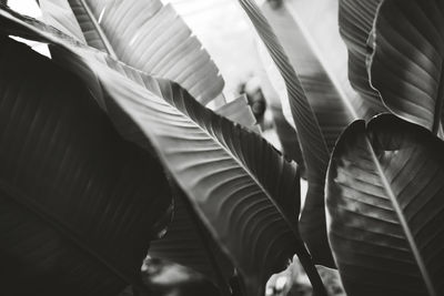 Close up of leaves