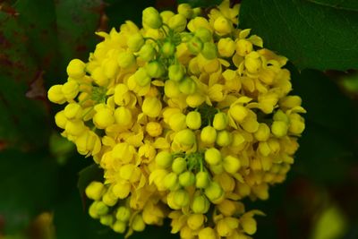 Close-up of yellow flowers