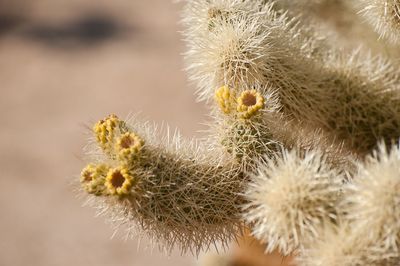 Close-up of cactus