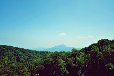 High section of trees against mountain range