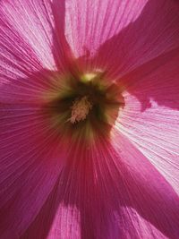 Macro shot of pink flower