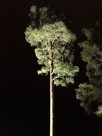 Low angle view of tree against sky at night