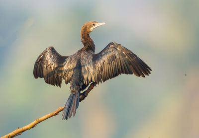 Cormorant with spread wings perching on branch against sky