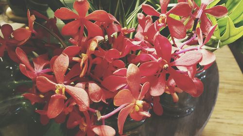 Close-up of flowers blooming outdoors