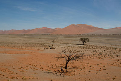 Dry sunny desert dune landscape in the background, dead trees under a blue sky, sossuvslei namibia
