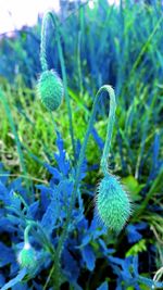 Close-up of plant