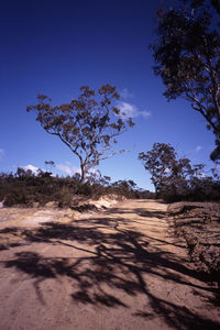 Bare trees on landscape
