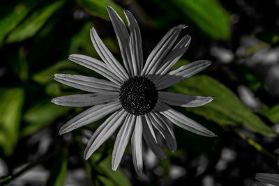 Close-up of fresh white flower
