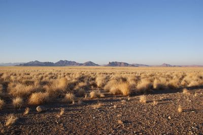 Scenic view of field against clear blue sky