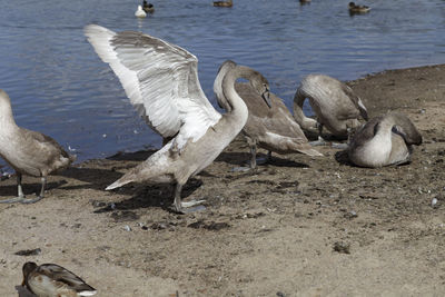 Swans at lakeshore