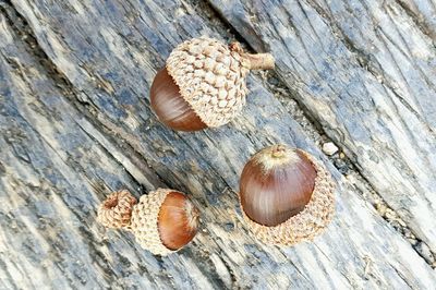 Close-up of acorn on table