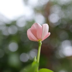 Close-up of pink flowering plant