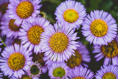 Close-up of purple daisy flowers