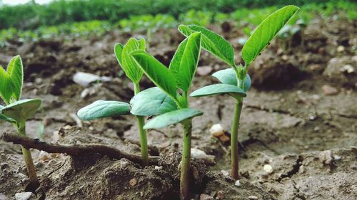 Close-up of plant growing on field
