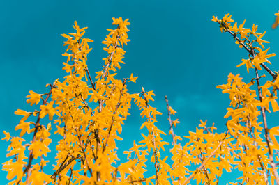 Low angle view of maple tree against blue sky