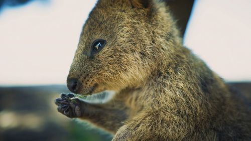 Close-up of squirrel eating