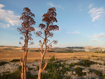 Plant growing on land against sky