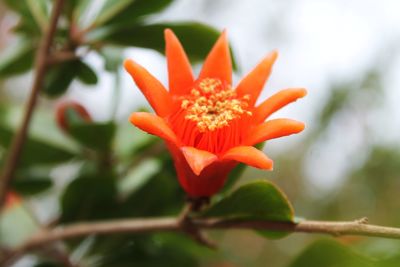 Close-up of red flower