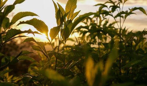 Close-up of plants against sky during sunset