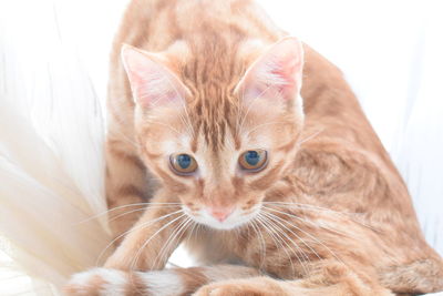 Close-up portrait of a kitten