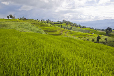 Scenic view of rice field against sky