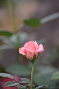 Close-up of pink rose