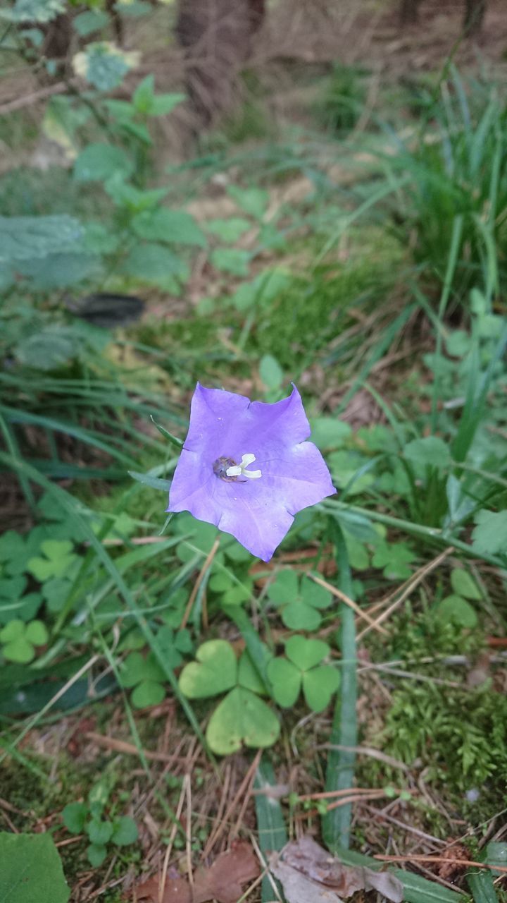 CLOSE-UP OF PURPLE FLOWERING PLANT