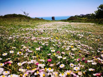 Scenic view of flowering plants on field against sky