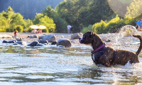 View of dog in water