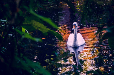 Close-up of swan swimming in water