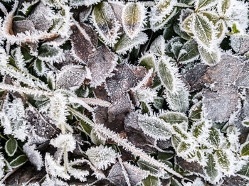 Close-up of frozen plant