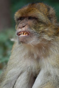 Close-up of monkey