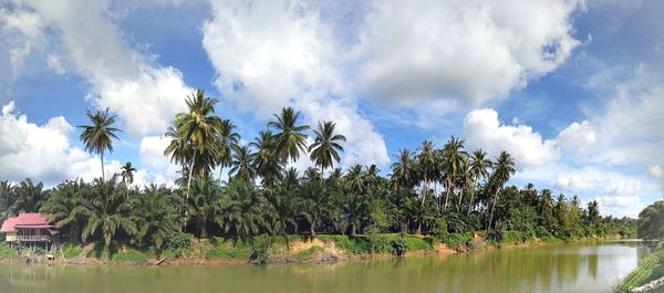 Panoramic view of trees against sky